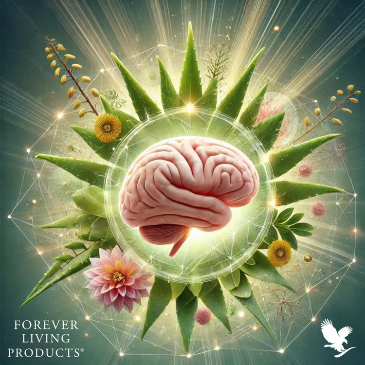 Brain / Memory